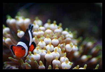 Female Clownfish and Anemone Female Clownfish and Anemone